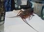 Tuncurry-PhilRoach 037